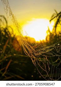 Delicate spider web adorned with countless dew droplets shining like jewels in warm sunrise glow. Magical macro shot with beautiful bokeh and golden tones.