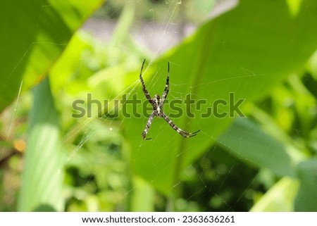 Delicate spider web among green leaves and flowers. Macro nature close-up