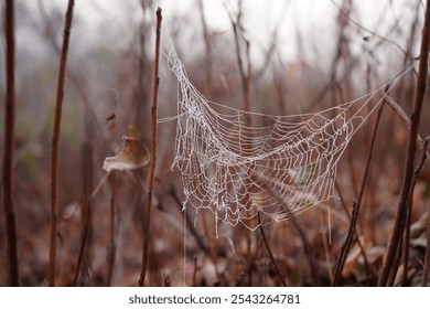 A delicate spider web clings to bare branches, adorned with droplets of dew. The surrounding forest is shrouded in mist, creating a serene morning atmosphere. - Powered by Shutterstock