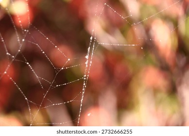 A delicate spider web covered in tiny water droplets, each bead catching the light and highlighting the intricate structure of the silk threads. The softly blurred background of warm reds, oranges, and greens creates a gentle autumnal atmosphere that enhances the fine detail of the web.