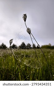 A delicate spider web covered in tiny morning dew drops woven between wild grass blades. Vertical close-up shot of a glowing orb weaver web at a foggy sunrise with hazy clouds and soft light in the background.