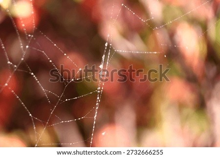 A delicate spider web covered in tiny water droplets, each bead catching the light and highlighting the intricate structure of the silk threads. The softly blurred background of warm reds, oranges, and greens creates a gentle autumnal atmosphere that enhances the fine detail of the web.