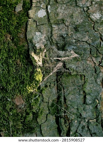 A delicate spider web on mossy tree bark.