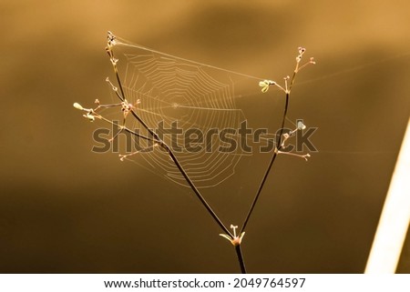 Similar – Image, Stock Photo brown-green Environment