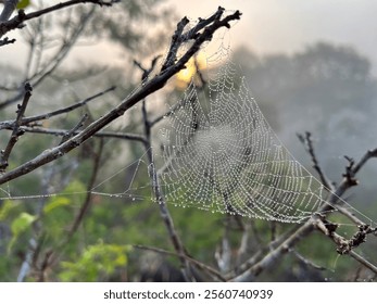 a delicate spiderweb adorned with dewdrops, glistening in the morning light. Set against a misty natural background, the image captures the tranquility and intricate beauty of nature at dawn - Powered by Shutterstock