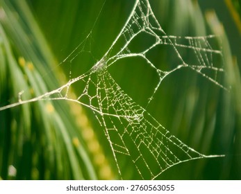 Delicate spiderweb catching countless tiny dew drops, reflecting sunlight against a soft, blurred green natural background, showcasing intricate natural design and the fresh beauty of a new day