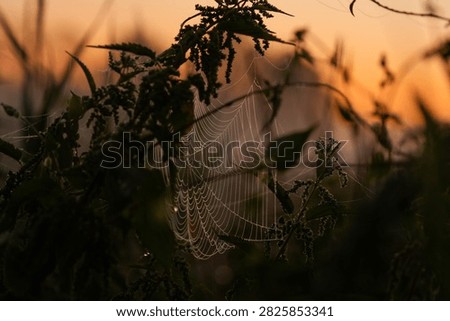 A delicate spiderweb covered in dewdrops, stretched between plants and backlit by a warm golden sunset.