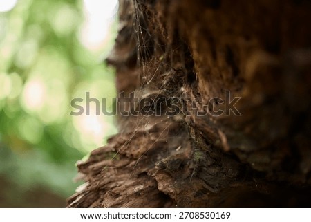 Delicate spiderweb on textured tree bark in humid rainforest, Flores Island, Azores