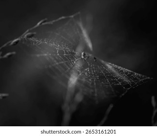 Delicate Spiderweb Spread Between Grasses in Soft Natural Light
A horizontal shot of a spiderweb stretched between blurred grasses, illuminated by gentle light that highlights its fragile structure.