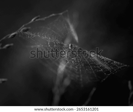 Delicate Spiderweb Spread Between Grasses in Soft Natural Light
A horizontal shot of a spiderweb stretched between blurred grasses, illuminated by gentle light that highlights its fragile structure.