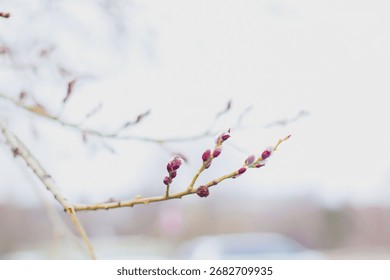 Delicate spring buds on tree branch with soft bokeh and copy space