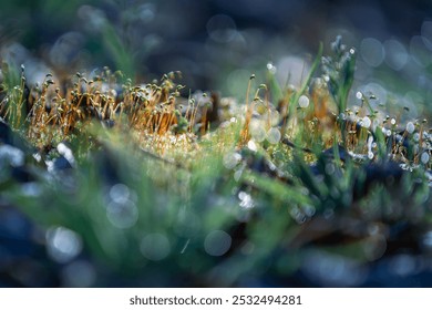 Delicate sprouts amidst dewdrops glisten; a dreamy, ethereal close-up with shimmering green hues against a soft-focus backdrop. - Powered by Shutterstock