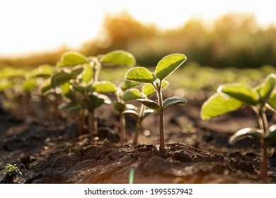 Delicate Sprouts Of Soybeans Grow In A Row Are Drawn To The Sun. Agricultural Crops In The Open Field. Selective Focus.