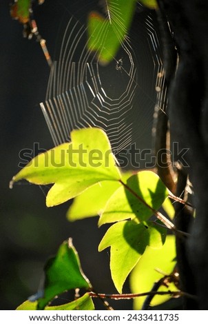 Similar – Image, Stock Photo Prague Spring VII