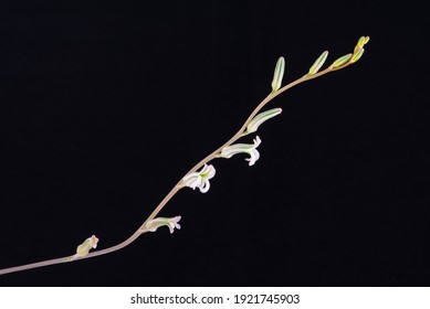Delicate Succulent flowers on a black background.