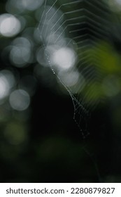 Delicate and thin as a thread of the web in the forest thicket, on which the morning dew in the form of crystal beads clings, all this against the background of sunny bokeh white and green colors