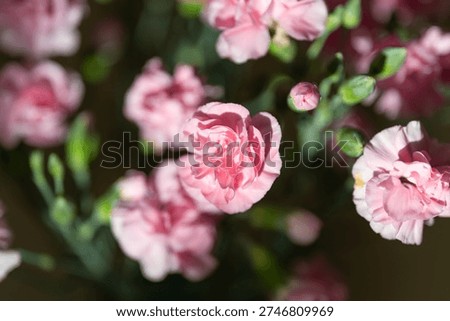 Delicate tiny carnation flowers. Serene scene with pastelcolored fragile flower clusters. Closeup view highlighting subtle textures and gentle lighting of flower groupings