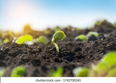 Delicate Tiny Sprout Of A Soybean Plant On An Agricultural Field. The Plant Reaches For The Sun In The Morning Rays.