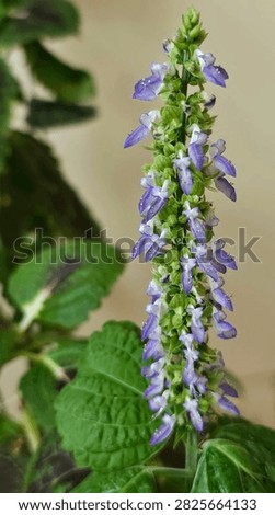 ​A delicate tower of tiny purple blossoms. A close-up look at a beautiful Coleus flower spike growing in a houseplant garden.