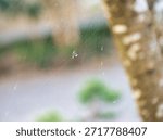 A delicate, translucent orb spider web with a small spiny spider at the center, suspended in front of a soft bokeh background of a tree trunk and garden greenery.