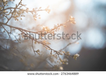 Delicate tree branches with small spring blossoms illuminated by soft warm sunlight. Shallow depth of field and gentle bokeh create a dreamy, minimal natural atmosphere. Minimal processing, natural light, authentic colors and soft focus preserved.