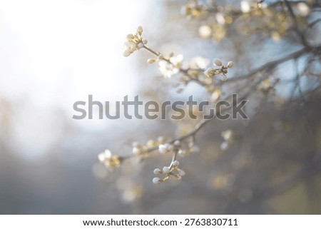 Delicate tree branches with small spring blossoms illuminated by soft warm sunlight. Shallow depth of field and gentle bokeh create a dreamy, minimal natural atmosphere. Minimal processing, natural light, authentic colors and soft focus preserved.