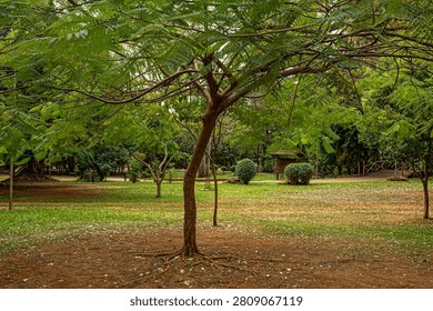 A delicate tree, with a thin trunk, in the center of a very wooded park.