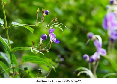 a delicate Tripora flower of extraordinary beauty - Shutterstock ID 2204602621