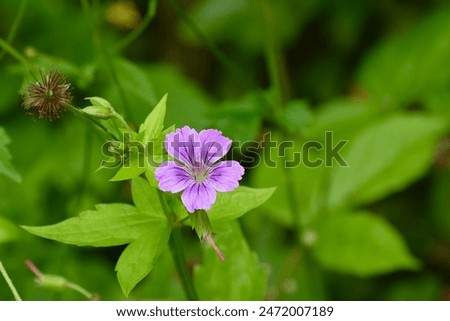 The delicate violent flower of the geranium or the knotted cranesbill in front of the natural background in June.