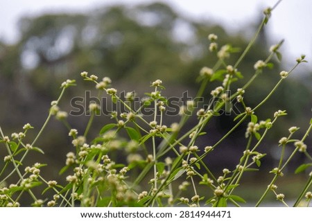 Delicate weed stems with small globular white flowers against blurred green vegetation and cloudy sky