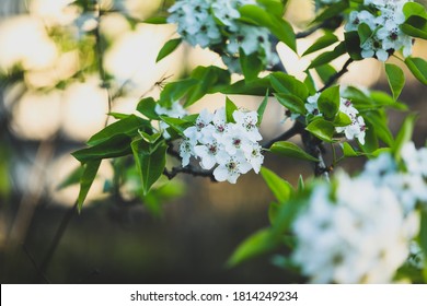 Delicate White Apple Blossoms At Springtime On Country Australian Farm