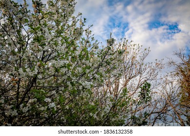 Delicate White Apple Blossoms At Springtime On Country Australian Farm