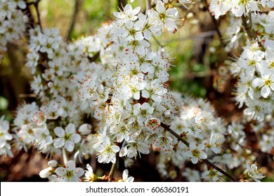 Delicate White Blossom Blooming On Hawthorn Hedge In Spring
