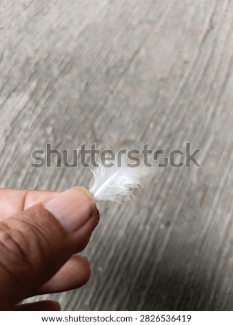 Delicate White and Brown Feather Held in Fingers on Wooden Background
 
Description
 
Close-up shot of a small, soft feather with white plumage and subtle light brown shading at the tip, gently held between thumb and forefinger. The fine, fluffy down texture and slender central shaft are clearly visible. Set against a textured, weathered wooden surface with natural grain patterns that create a warm, rustic backdrop. The soft natural light highlights the feather’s delicate structure and airy, lightweight quality. Represents themes of nature, tenderness, freedom, simplicity, and fragility. Perfect for concepts involving nature elements, organic textures, gentle touch, and natural found objects. Captured in sharp detail with soft focus background to emphasize the feather’s delicate beauty.