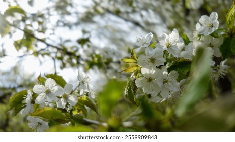 Delicate white cherry blossoms bloom on a sunlit spring day, surrounded by lush green leaves. - Powered by Shutterstock