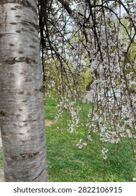Delicate white cherry blossoms hanging from graceful branches in a peaceful spring garden landscape