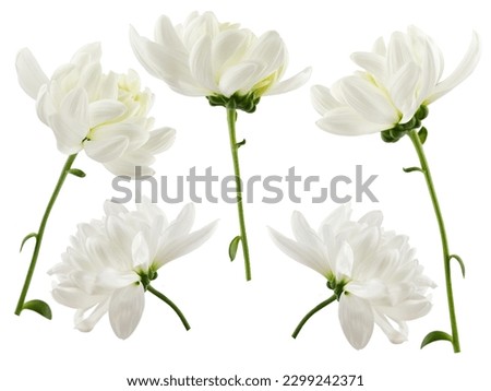 a delicate white chrysanthemum flower with a stem, isolated on a white background