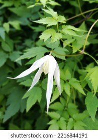 Delicate White Clematis Vine Close Up 