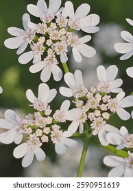 Delicadas flores cilantro blanco