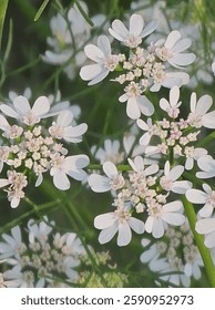 Delicadas flores cilantro blanco