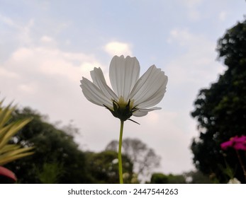 Delicate white Cosmos flower, petals unfurling against a blue sky. Yellow center contrasts with white petals. Elegant silhouette, ethereal quality. Blurred greenery background. - Powered by Shutterstock