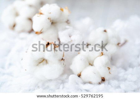Delicate white cotton flowers on a wooden board