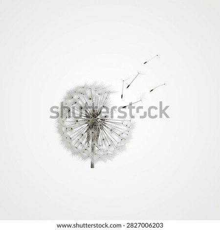 Delicate white dandelion clock with transparent background