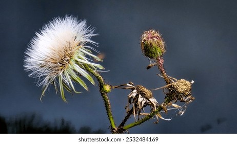 A delicate white dandelion puff with dried seed heads on a stem, standing against a dark background. - Powered by Shutterstock