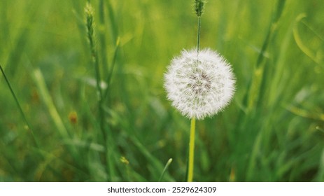 A delicate white dandelion puff stands gracefully amid vibrant green grass, inviting a gentle breeze to carry its seeds away. - Powered by Shutterstock