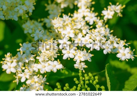 Delicate white elderflower clusters bloom vibrantly against a lush green background