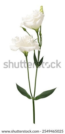 Delicate white Eustoma flower with leaves and buds isolated on a white background. Design element for creating floral arrangements, collages, frames, wedding cards, invitations.