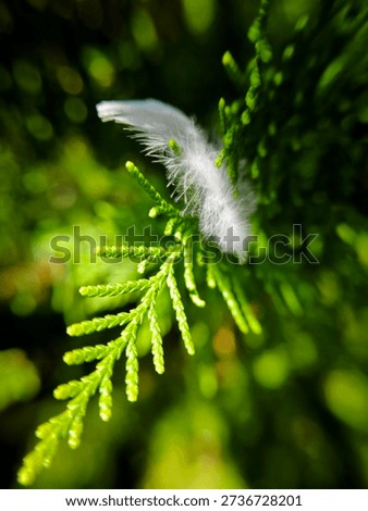 Delicate White Feather Caught On Green Leaves of Eastern Whte Cedar, Thuja Occidentalis
