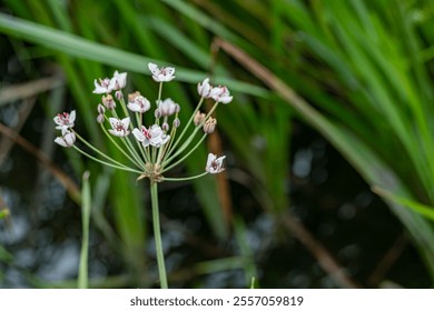 Delicate white flower cluster with pink accents on a tall stalk, surrounded by vibrant green foliage. Close-up shot, natural environment, focus on botanical detail.

 - Powered by Shutterstock