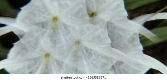 Delicate White Flower Macro, Single White Flower Close-up, Pure White Petal Texture